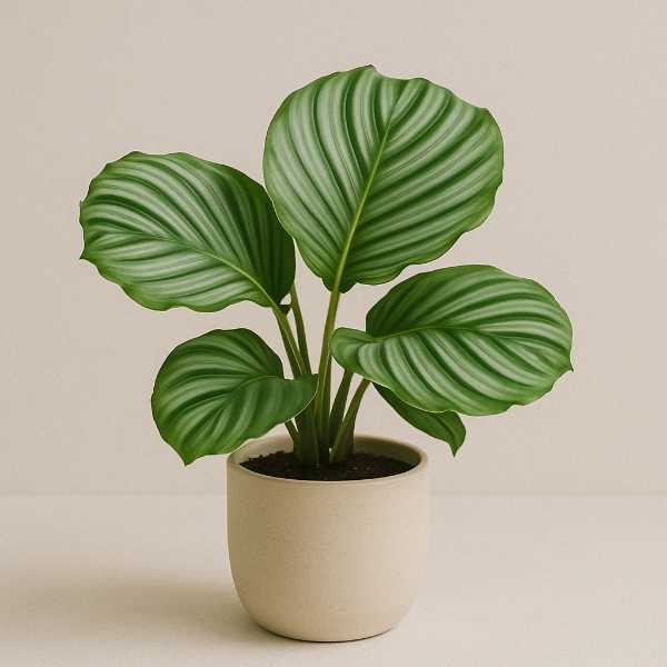 Calathea Orbifolia