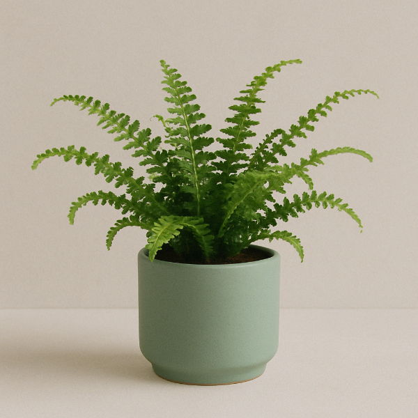 Misty Green Fern