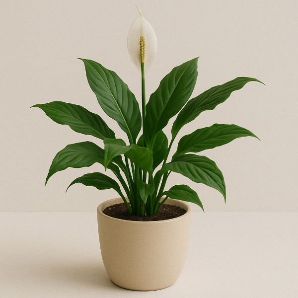 Peace Lily
