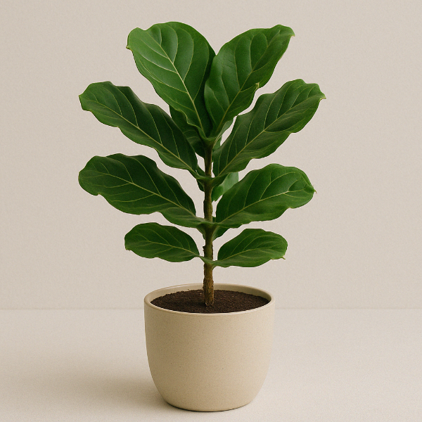 Fiddle Leaf Fig